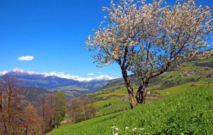 Frühling in Südtirol