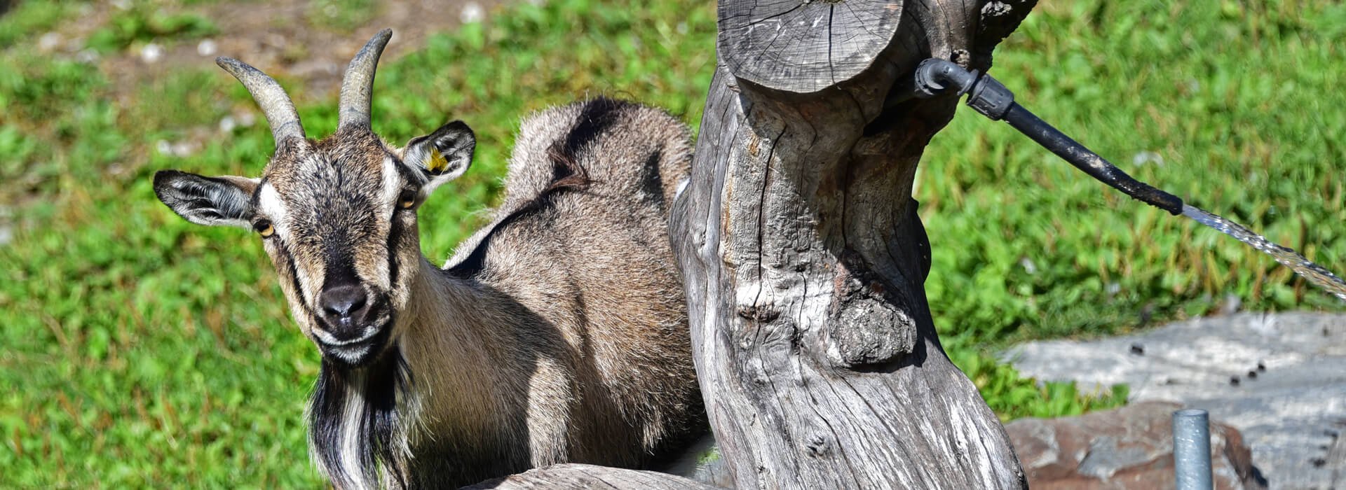 ferienbauernhof-tiere